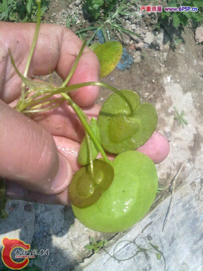 [原生植物]水鳖,别名"马尿花"(图)