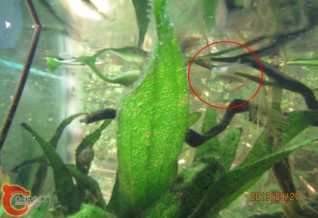 新入缸的雄普叉成了食肉怪兽