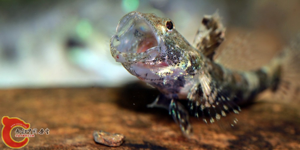 虾虎之美 - 两江中国原生--做中国最好的原生网络 - 全球最大的中国