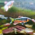 鱲入缸