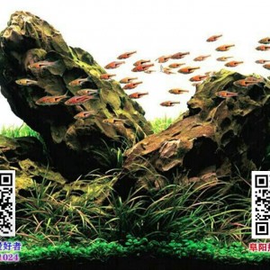 草缸