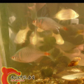 鲤形目