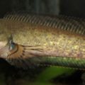 Genus Channa