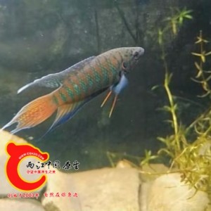 罗城普叉