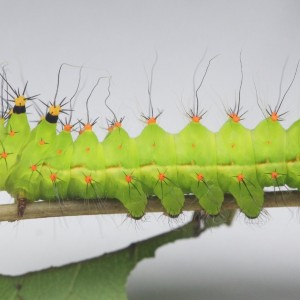 SATURNIIDAE 天蚕蛾科