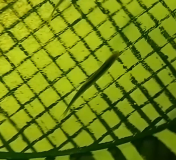 鳀鱼（离水烂）内陆饲养第111天视频，超记录。全网唯一