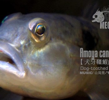 犬牙韁鰕虎 Amoya caninus