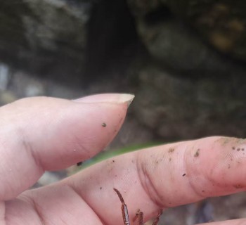 鄂西北汉江上游秦巴山区龙溪蟹，疑似窄小龙溪蟹