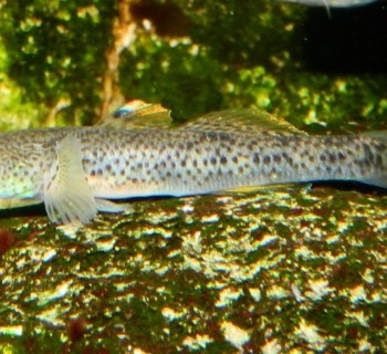 两江贵州原生水族群（279375337）宣传贴