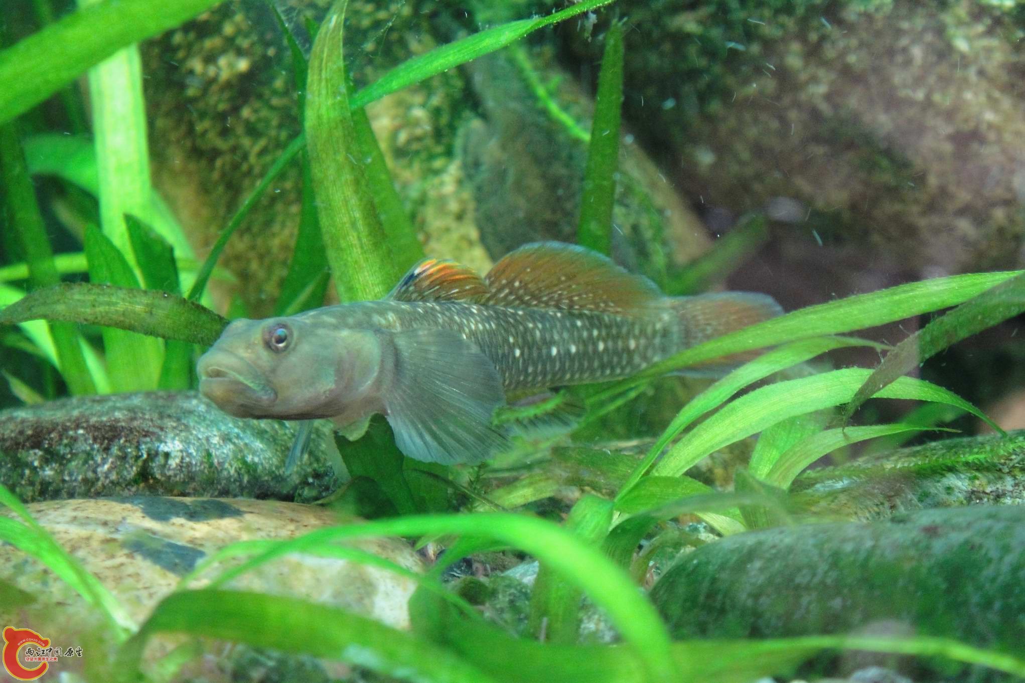 复件 DSC00981.JPG