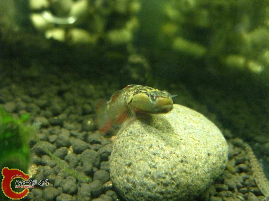 IMG_0065.JPG
