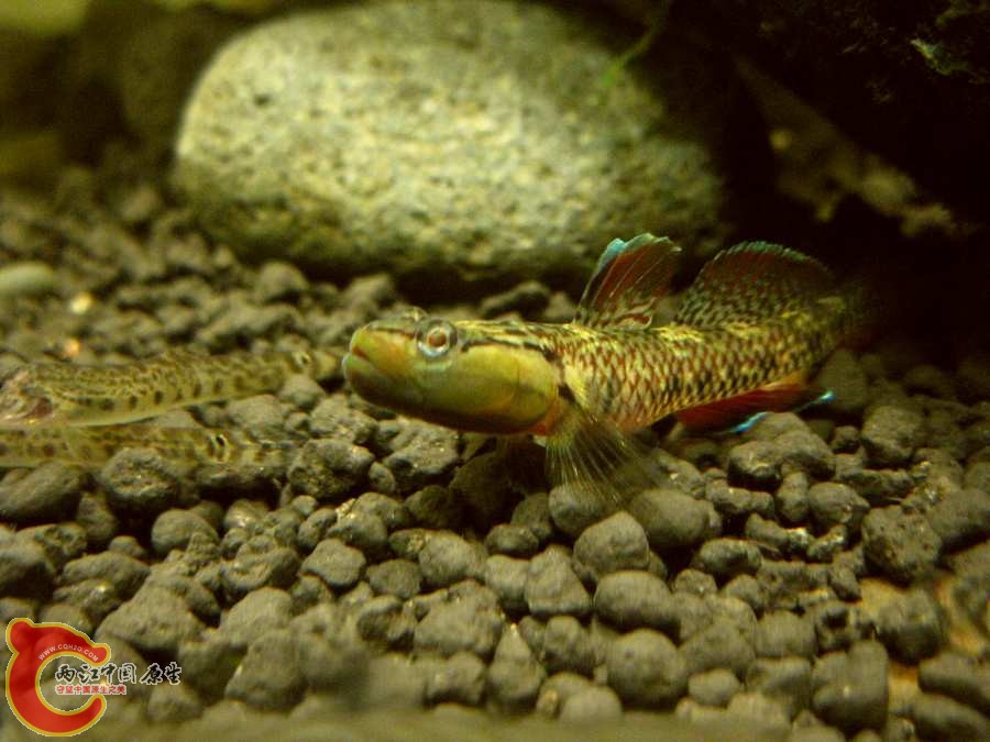 IMG_0055.JPG