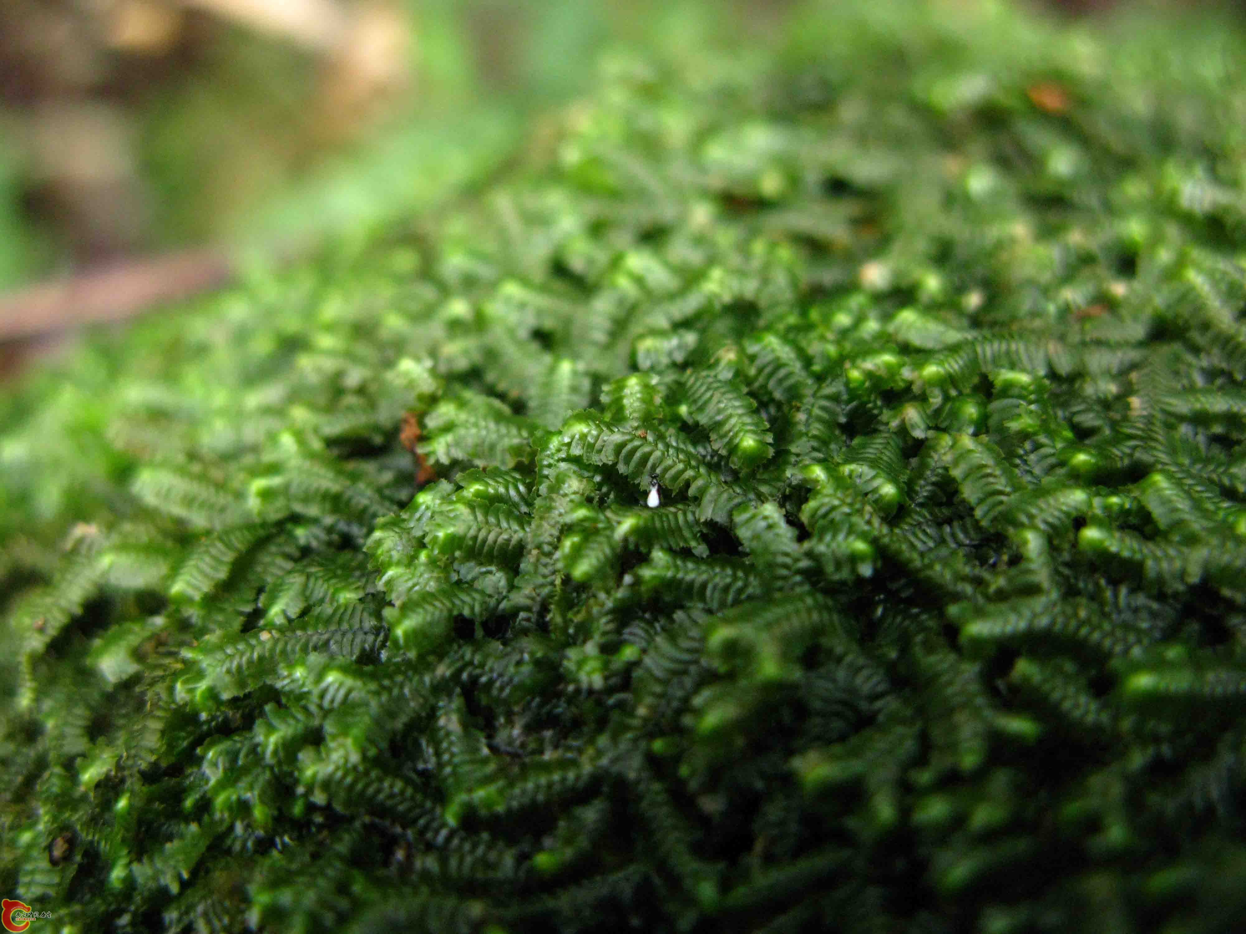 Bazzania tridens 三齒鞭苔  指萼苔科