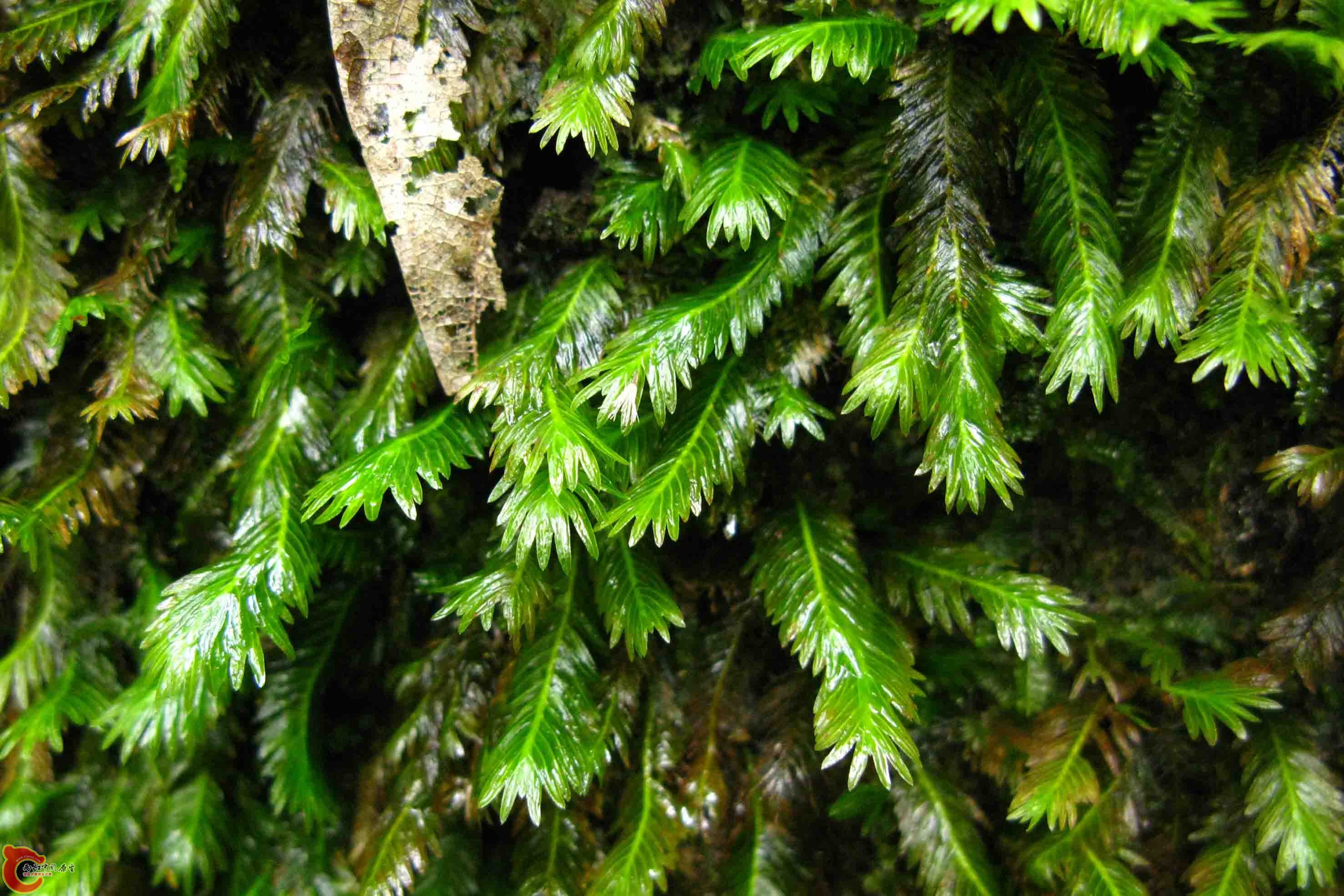 Fissidens sp. 鳳尾蘚 鳳尾蘚科