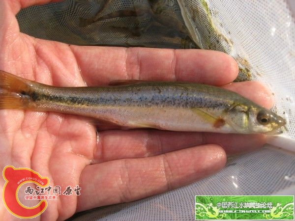 鲤形目鲤科--鱥gui属----拉氏鱥种----柳根子