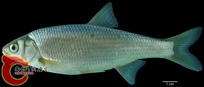 雅罗--东北雅罗鱼，地方名=滑鱼、江鱼、华子、沙包、白鱼、瓦氏雅罗鱼Leu_waleckii_AN.jpg