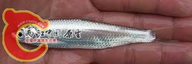 Hemiculter bleekeri 日本网站.jpg