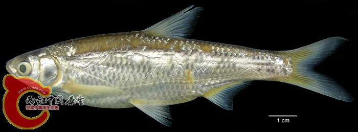 Hemiculter leucisculus (Basilewsky 1855) ANSP 185453, SL 101.2 mm MON 06-15, Buy.jpg