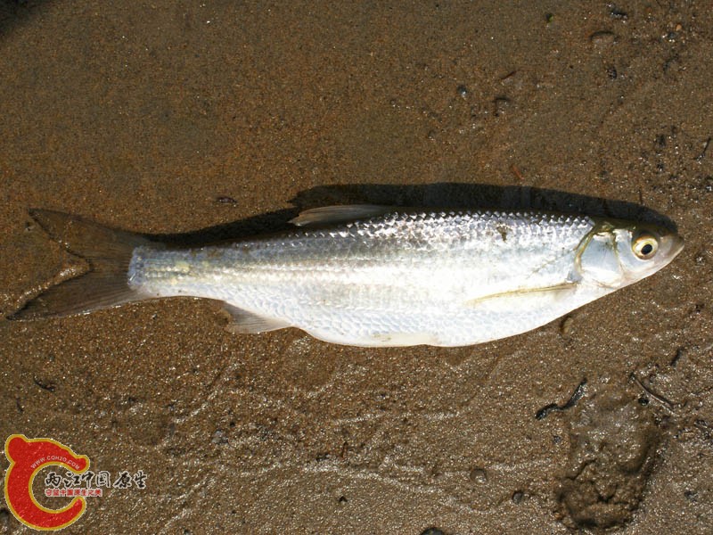 鯈Hemiculter leucisculus 1 800鯈屬（Hemiculter.jpg