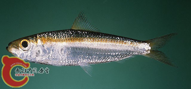 Helos斑点似青鳞鱼俗名 青鳞仔、鳁仔.jpg