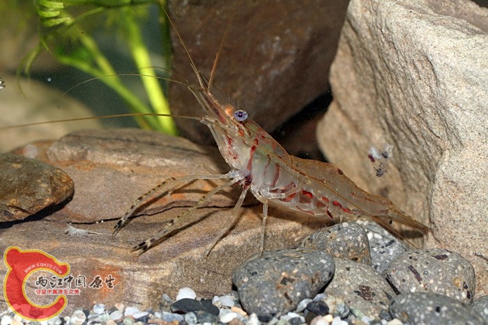 南海沼蝦.jpg