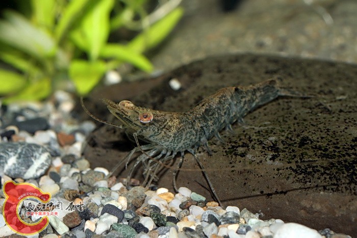 刀額新對蝦(Metapenaeus ensis).jpg