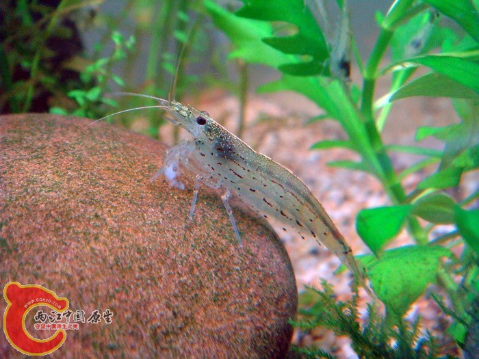 大和米蝦(Caridina japonica).jpg