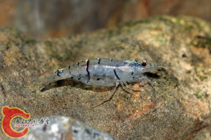先島米蝦 caridina sp..jpg
