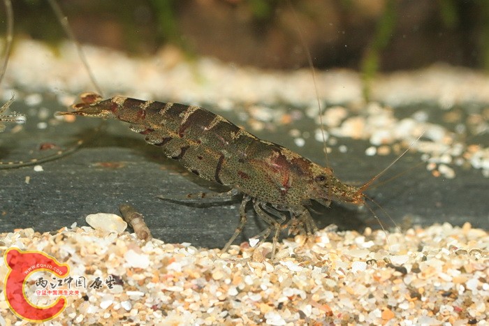 多齒新米蝦(Neocaridina denticulata).jpg