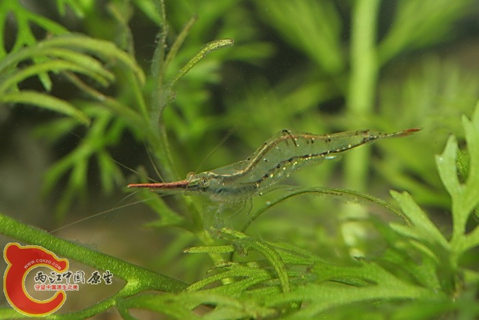 長戟米蝦 Caridina sp..jpg
