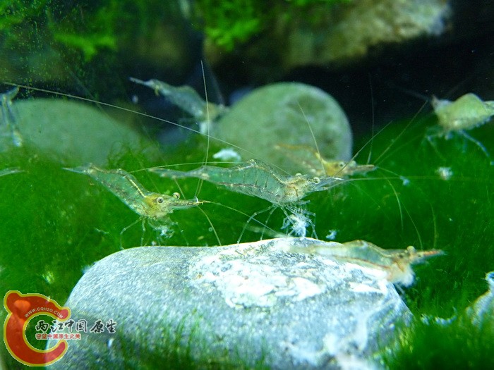 長額米蝦(Caridina longirostris).jpg