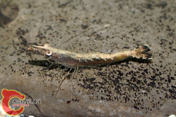 草對蝦(Penaeus monodon).jpg