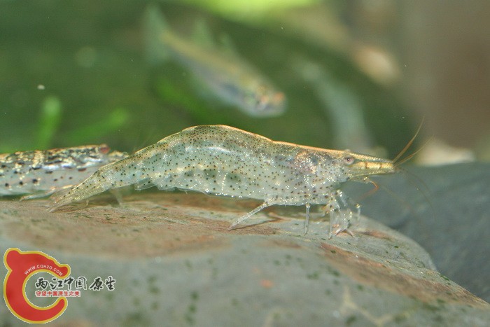 菲氏米蝦(Caridina villadolidi).jpg