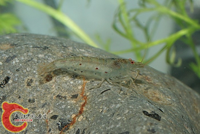 臺灣米蝦(Caridina formosae).jpg
