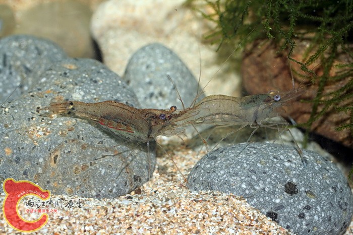 潔白長臂蝦(Palaemon concinnus).jpg