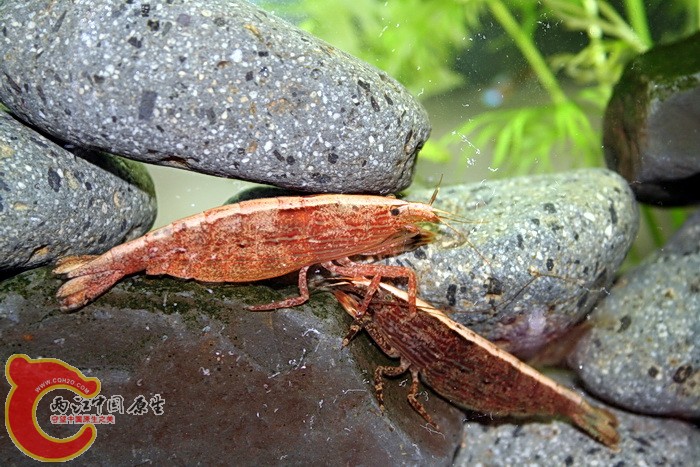 附刺擬匙指蝦(Atyopsis spinipes).jpg