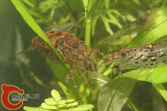 石紋匙指蝦(Atyoida pilipes) .jpg