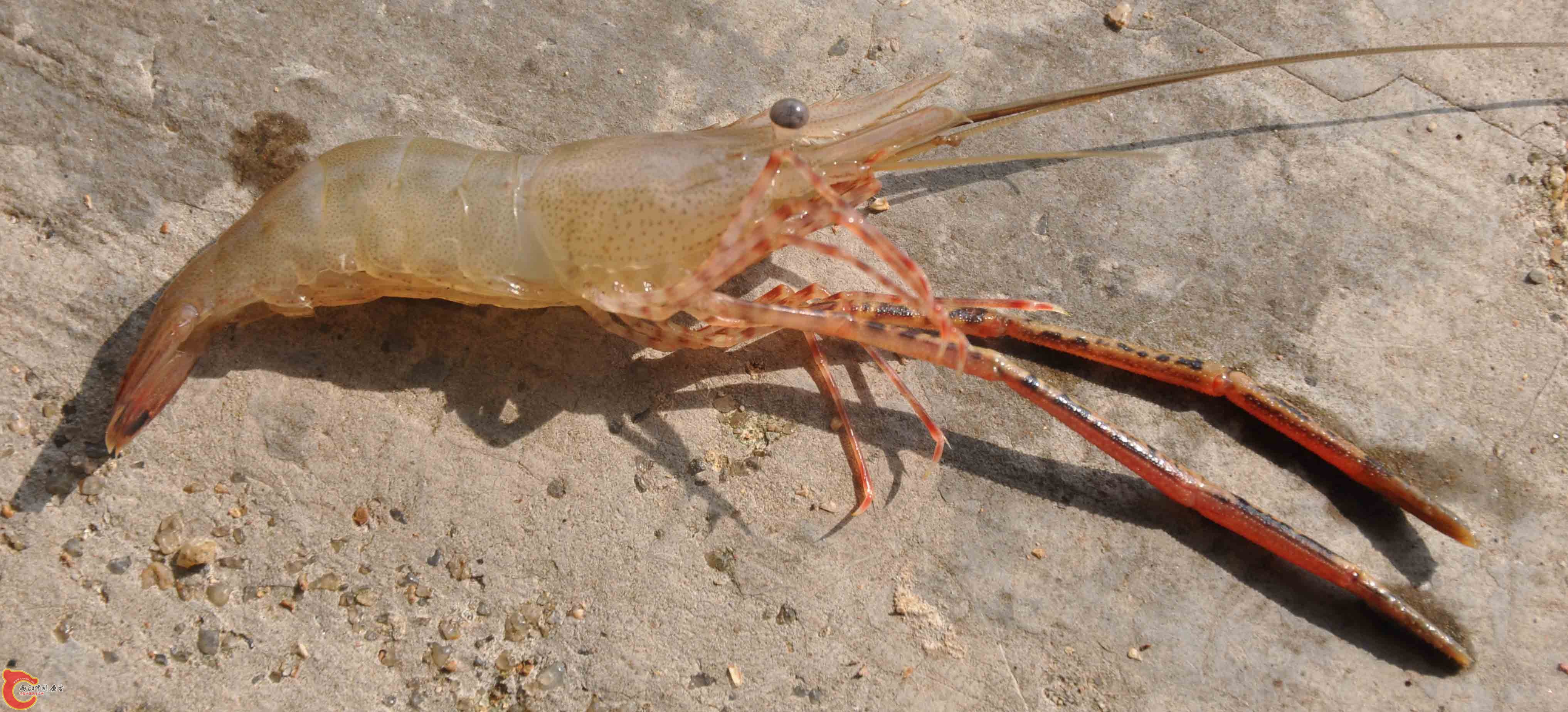 等齿沼虾.jpg