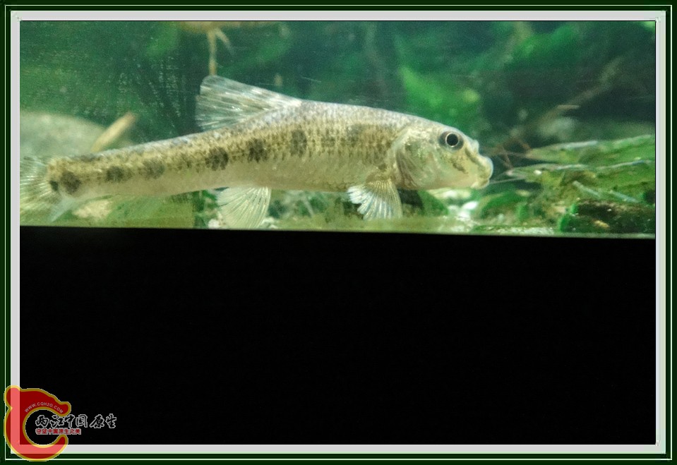 银鮈DSC03121.JPG