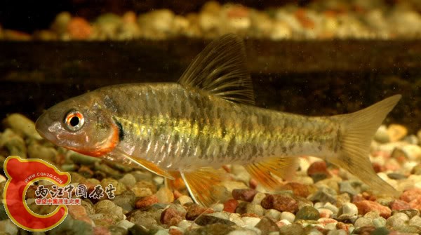 Sarcocheilichthys nigripinnis  黑鳍鳈.jpg
