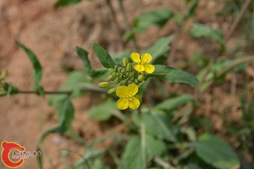 20110312049.JPG