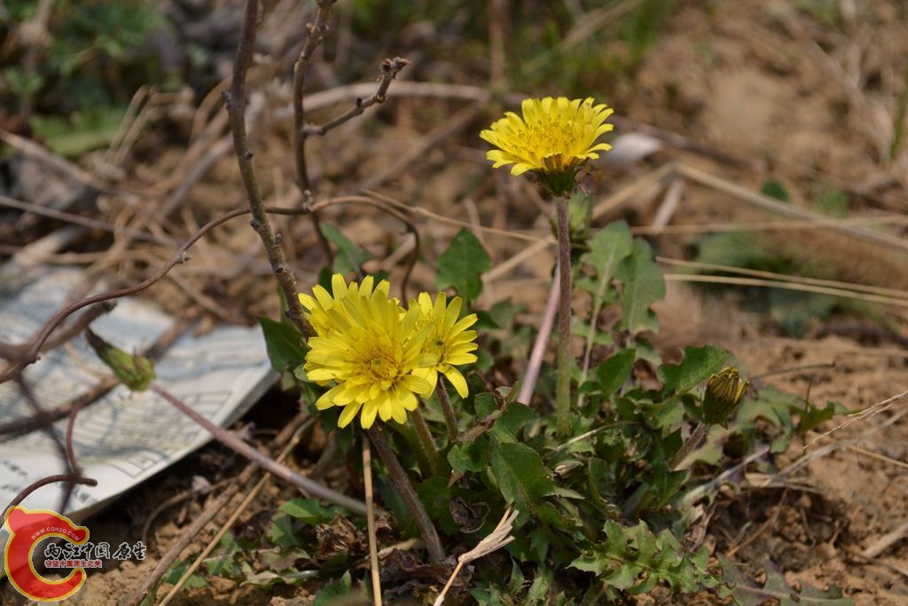 20110312116.JPG