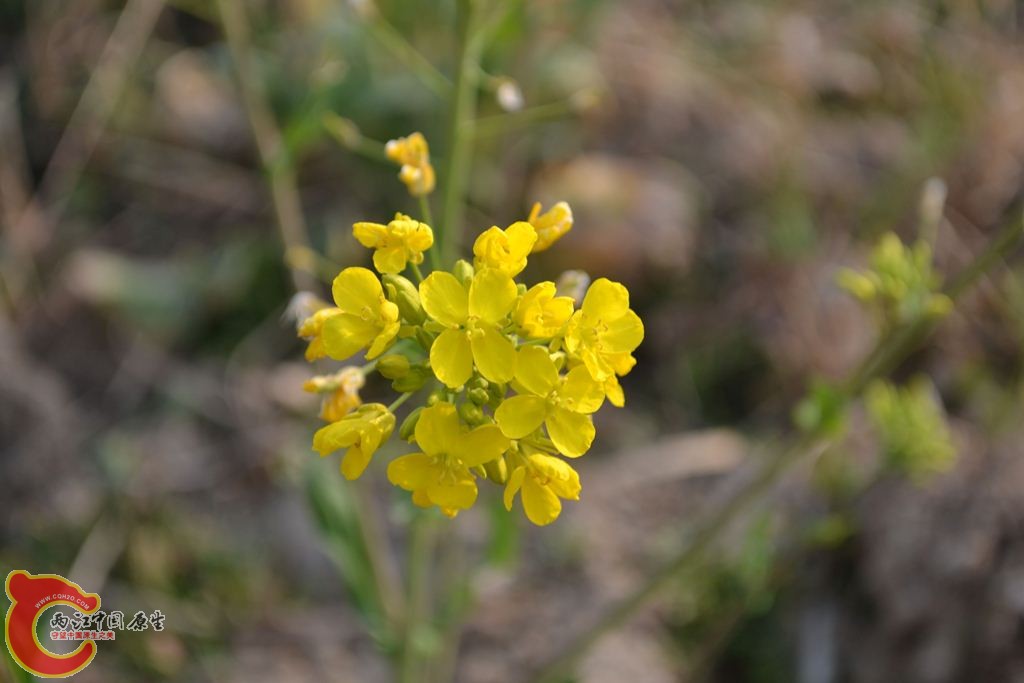 20110312122.JPG