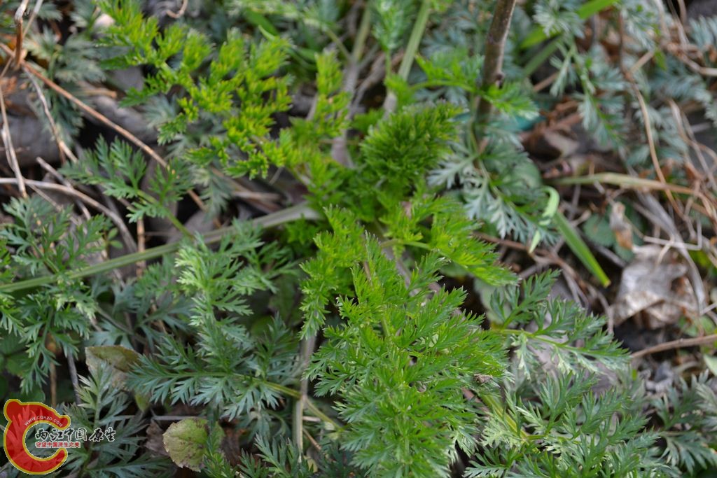 20110312137.JPG