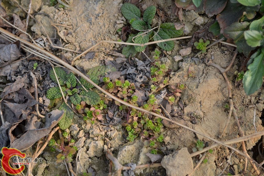 20110312139.JPG