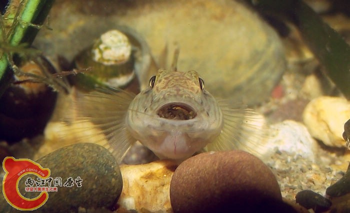 DSCF3071.jpg