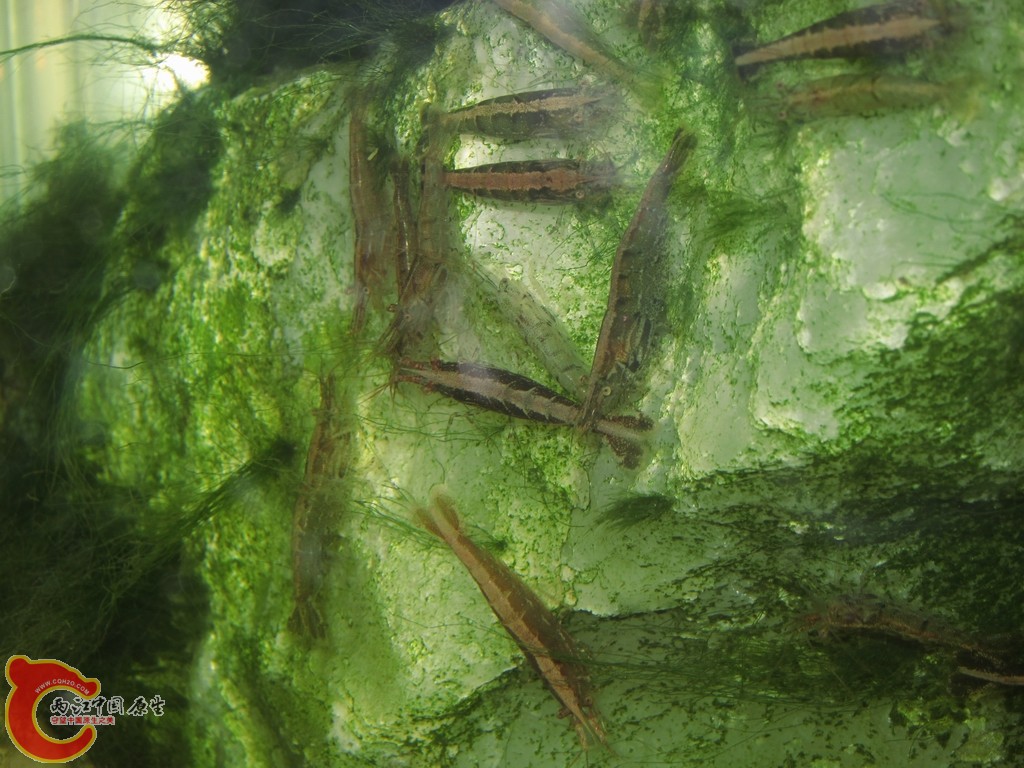 都是一个品种吗？