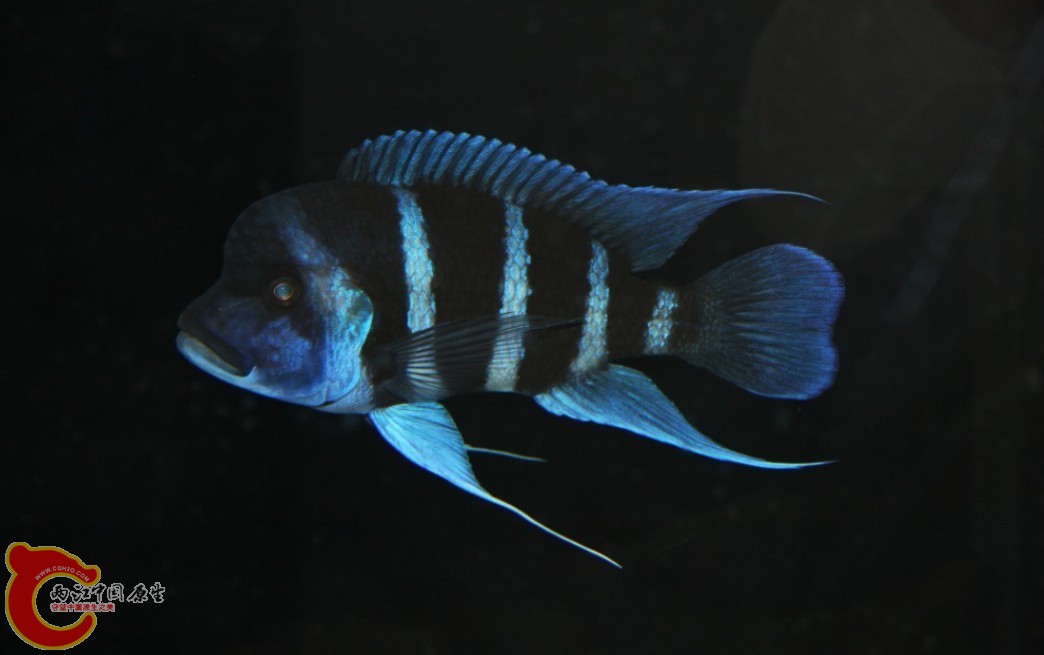 三公02.jpg