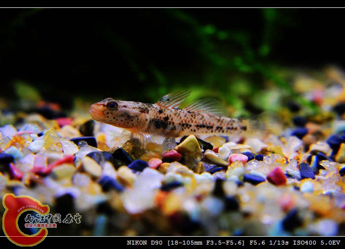 DSC_0099.jpg
