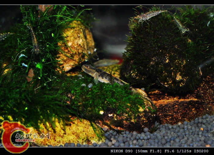 DSC_0111.jpg